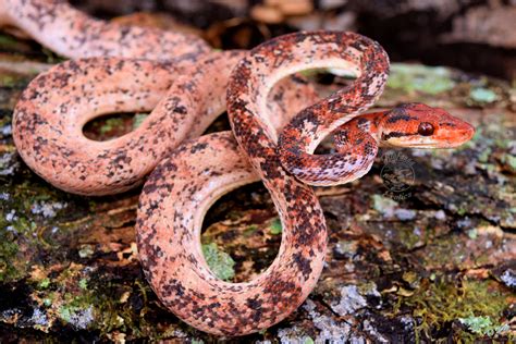 Dragon Heart Bfe Line Calico Atb Owned By Biofauna Exotics Amazon