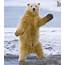 Dancing Polar Bear 5 Pics  I Love Funny Animal Sweet