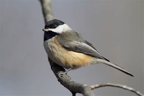 Carolina Chickadee Song Of America