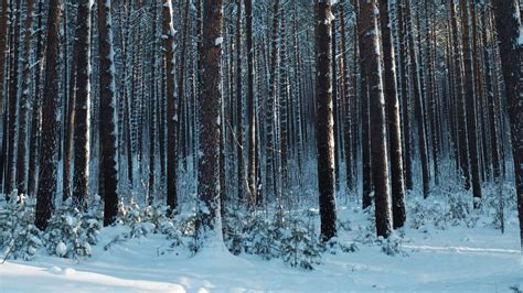 Hd Wallpaper Winter Forest Snow Pines Trees Coniferous