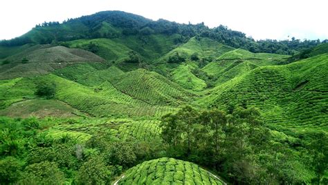 The temperature there ranges from 14 degree celsius to 28 degree celsius. Cooling off in Malaysia's Cameron Highlands - The ...