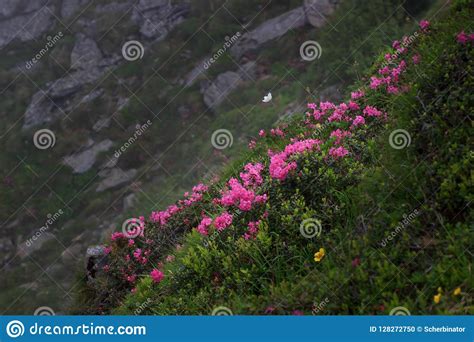 Rhododendron Flowers At Chornohora Range In Carpathians Ukraine