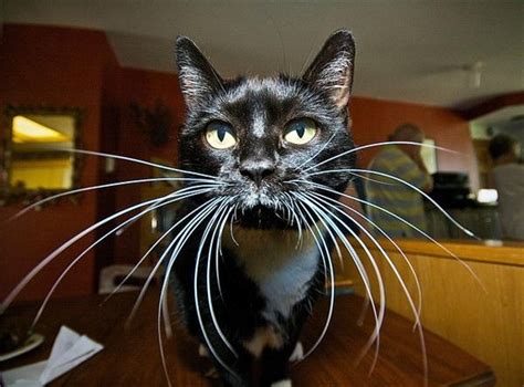 My Mywhat Long Whiskers You Have Cats Cute Animals Funny Cat Jokes