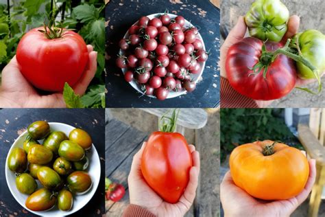 Why You Should Plant Different Varieties Of Tomatoes Developing Roots