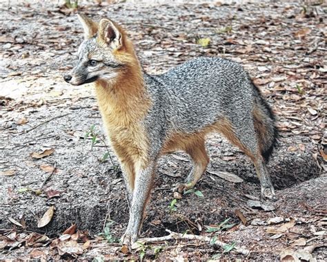Richmond County Daily Journal Officials Rabid Fox Attacks Rockingham