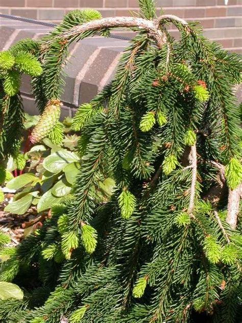 Weeping norway spruce will tolerate some partial shade but does best in full sunlight. Picea abies 'Pendula' (Weeping Norway Spruce) Height: 4-15 ...