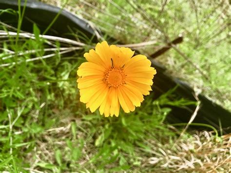 Flowers in the rain is a song by english rock band the move. Lick Creek Trail (College Station) - 2021 All You Need to ...