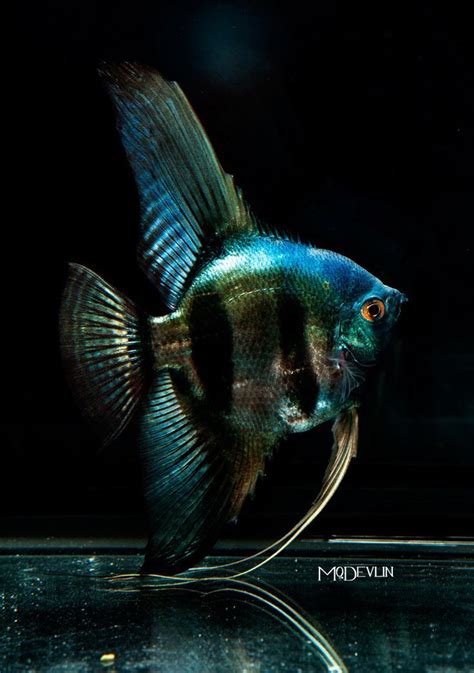 This Is A Gorgeous Angelfish Angelfish Pinterest Aquariumvissen