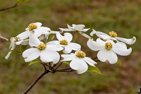 Mary Anns View East Texas Flowering Dogwoods