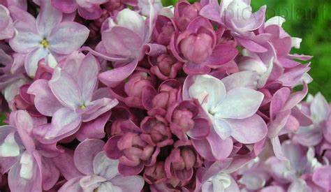 Lilacs Piccoplant
