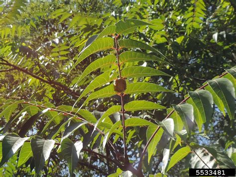Tree Of Heaven Ailanthus Altissima Sapindales Simaroubaceae 5533481