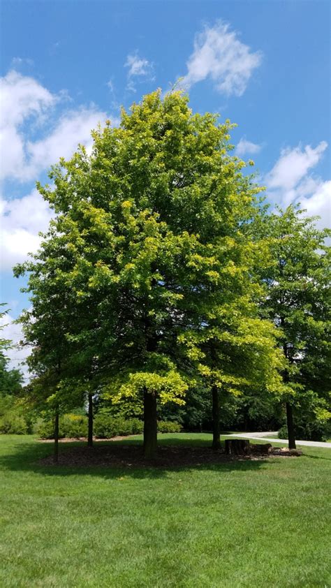 12 Common Types Of Oak Trees In Canada - ProGardenTips