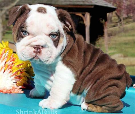 Pin By Snazzy Pup On Animals Cute Bulldog Puppies Cute Baby Animals