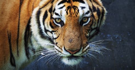 Mengenal Harimau Ciri Perilaku Habitat Dan Makanannya