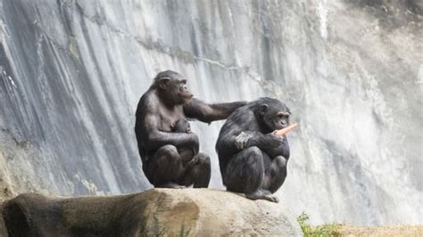 The Us Government Is Retiring All Research Chimpanzees Iflscience