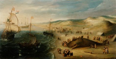Whale Stranded On The Dutch North Sea Coast Accession