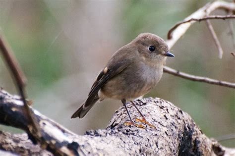 Dsc1827 Pink Robin Petroica Rodinogaster Photographed Flickr