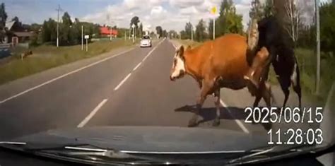 You Know Youre Having A Bad Day When You Crash Into Two Cows Having Sex