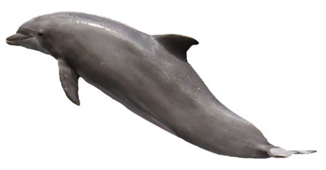 Dolphin Png Image Purepng Free Transparent Cc0 Png
