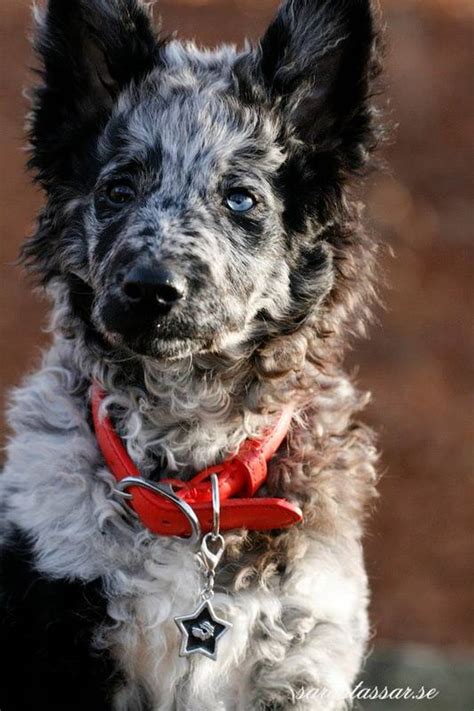 30 Best Hungarian Mudi Images On Pinterest Herding Dogs