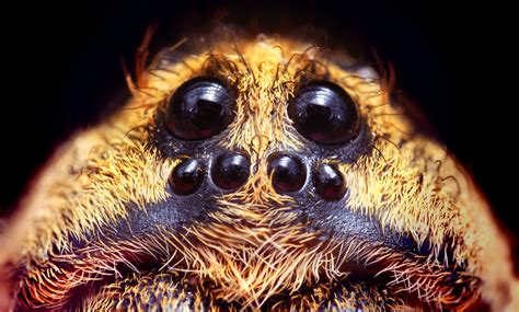 Creepy Spiders California Academy Of Sciences
