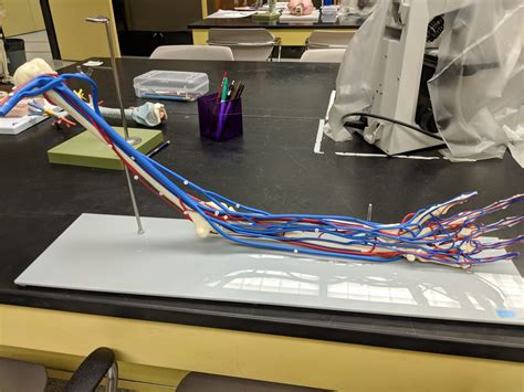 Arm Blood Vessels Diagram Quizlet