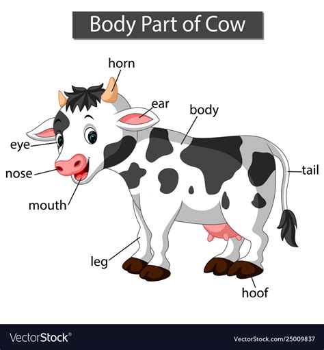 Diagram Showing Body Part Cow Royalty Free Vector Image