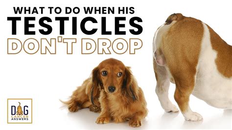 Can You Keep Your Dogs Testicles After Being Neutered