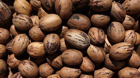 How To Plant Grow And Care For Pecan Tree Full Guide