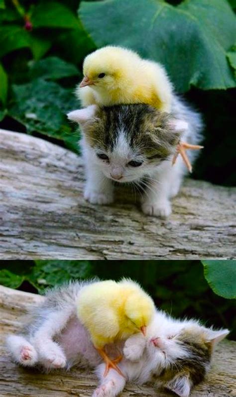 Chick On A Kitten Twice Teh Cute