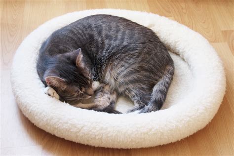 Pet Cat Sleeping In Cat Bed Curled Up In A Ball Graphic By Axel