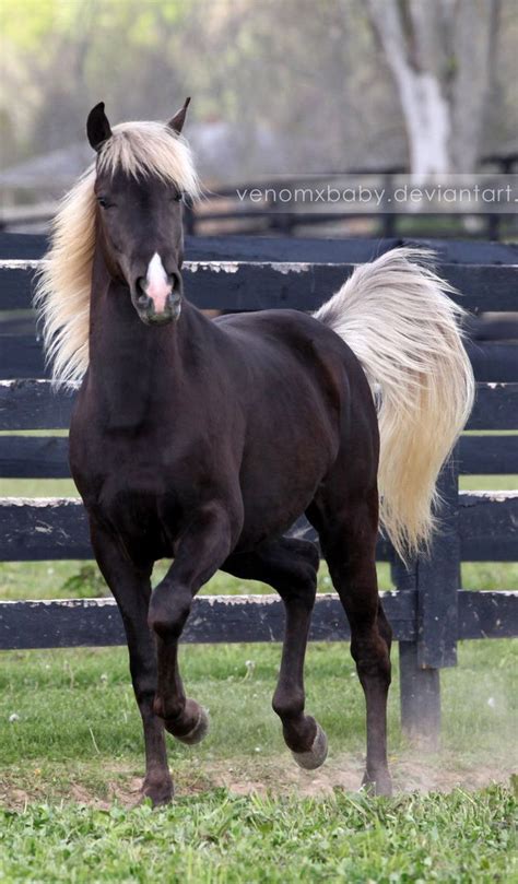We have complied the largest horse name list on the web. These 18 Horses Have The Most Unusual And Beautiful Colors ...