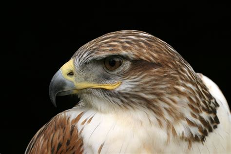 free images wing wildlife beak hawk fauna raptor bird of prey bald eagle close up