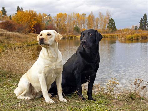 All List Of Different Dogs Breeds The Labrador Dog Lab
