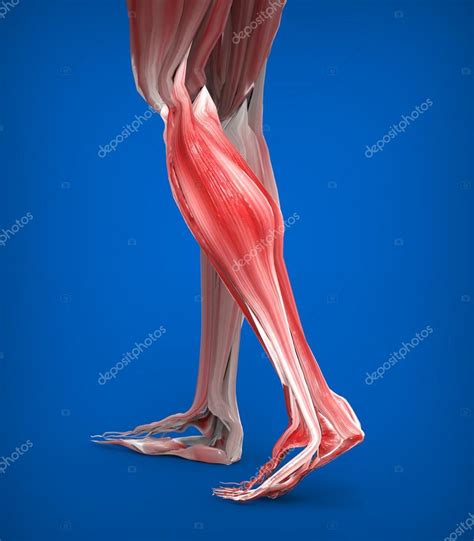 Anatomía De Los Músculos De Las Piernas Inferiores 2023