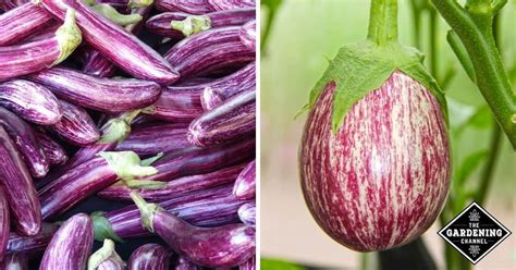 What Are The Varieties Of Eggplant Gardening Channel