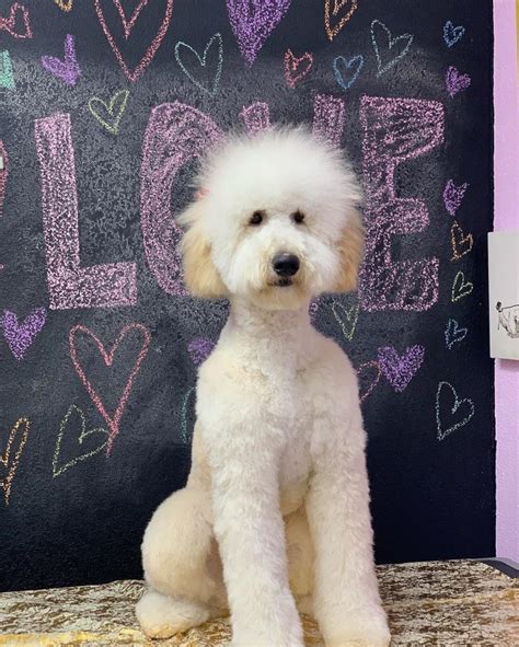 Arguably, the most important part of a doodle grooming cut is the face clip. Best Types of Goldendoodle Haircuts! We Love Doodles