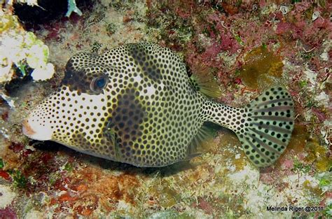 Spotted And Smooth Trunkfish Bahamas Reef Fish 16 Rolling Harbour Abaco