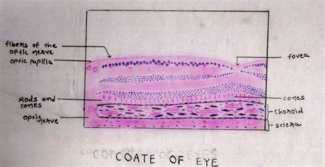 Histology Image Eye
