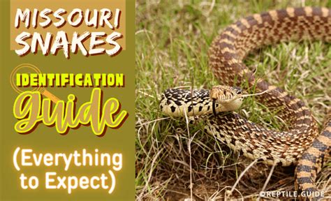 Missouri Snakes Identification Guide Everything To Expect