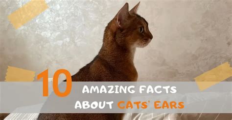 🐱 10 Mind Blowing Facts Revealed About Cats Ears