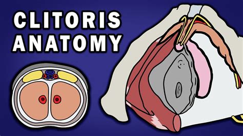 Anatomy Of The Clitoris Youtube