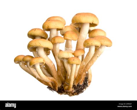 Armillaria Honey Fungus Isolated On White Eatable Mushroom Very