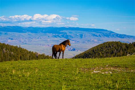 Feds Intent On Removing Wyomings Wild Horses Horse Nation