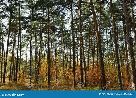 The Tall Slender Trunks Of The Pine Trees In The Autumn Woods Under