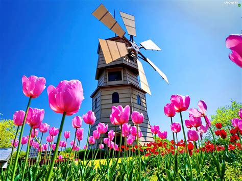 Meadow Tulips Windmill Pink Flowers Wallpapers 1920x1440