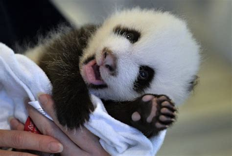 Check Out The 20 Cutest Baby Animals On The Planet Brilliant News