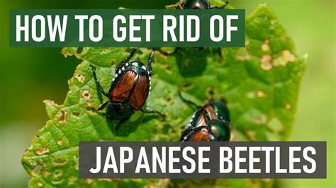 How To Get Rid Of Japanese Beetles 4 Easy Steps Youtube