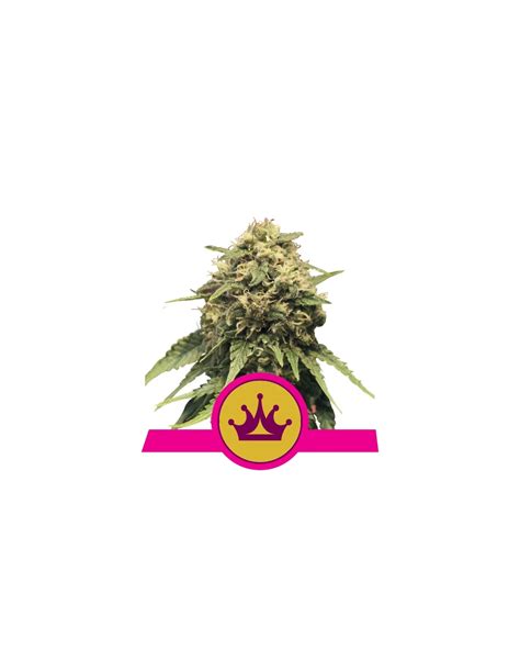 kaufen special queen royal queen seeds