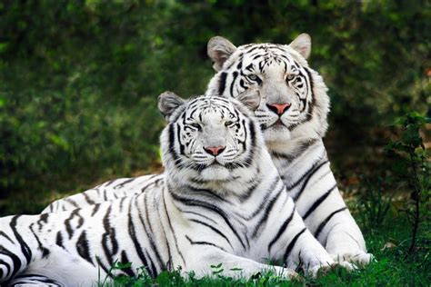 Tigers Two Couple Wallpapers Hd Desktop And Mobile Backgrounds